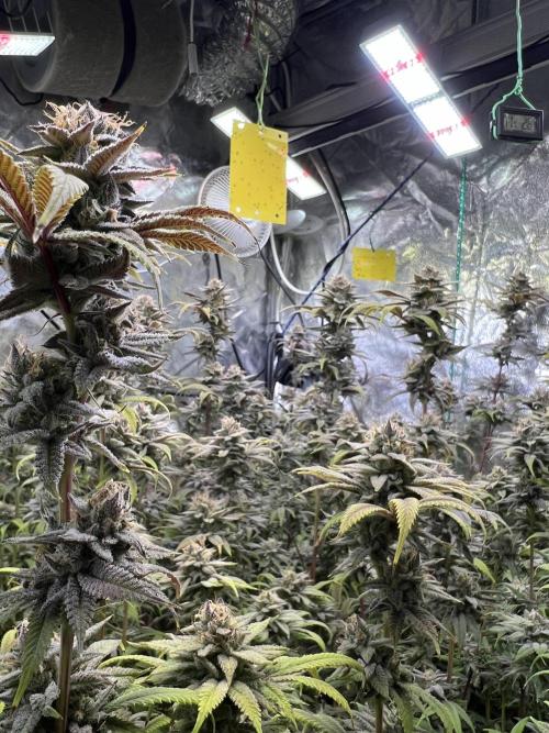 In House Genetics - Bananacane (fem.) In House Genetics - Bananacane (fem.)