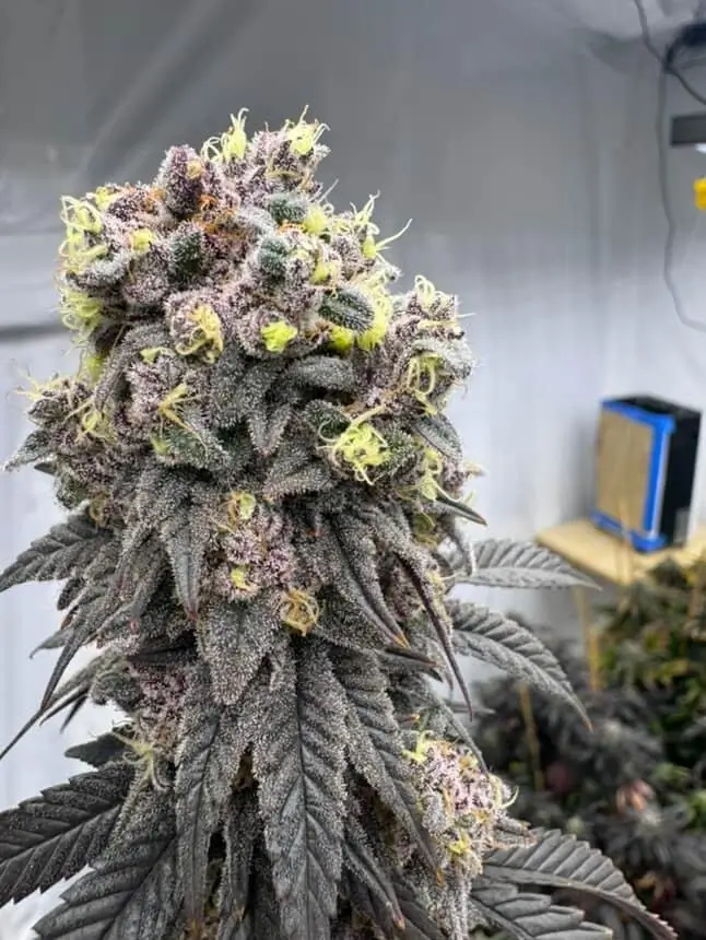 In House Genetics - Bananacane (fem.) In House Genetics - Bananacane (fem.)