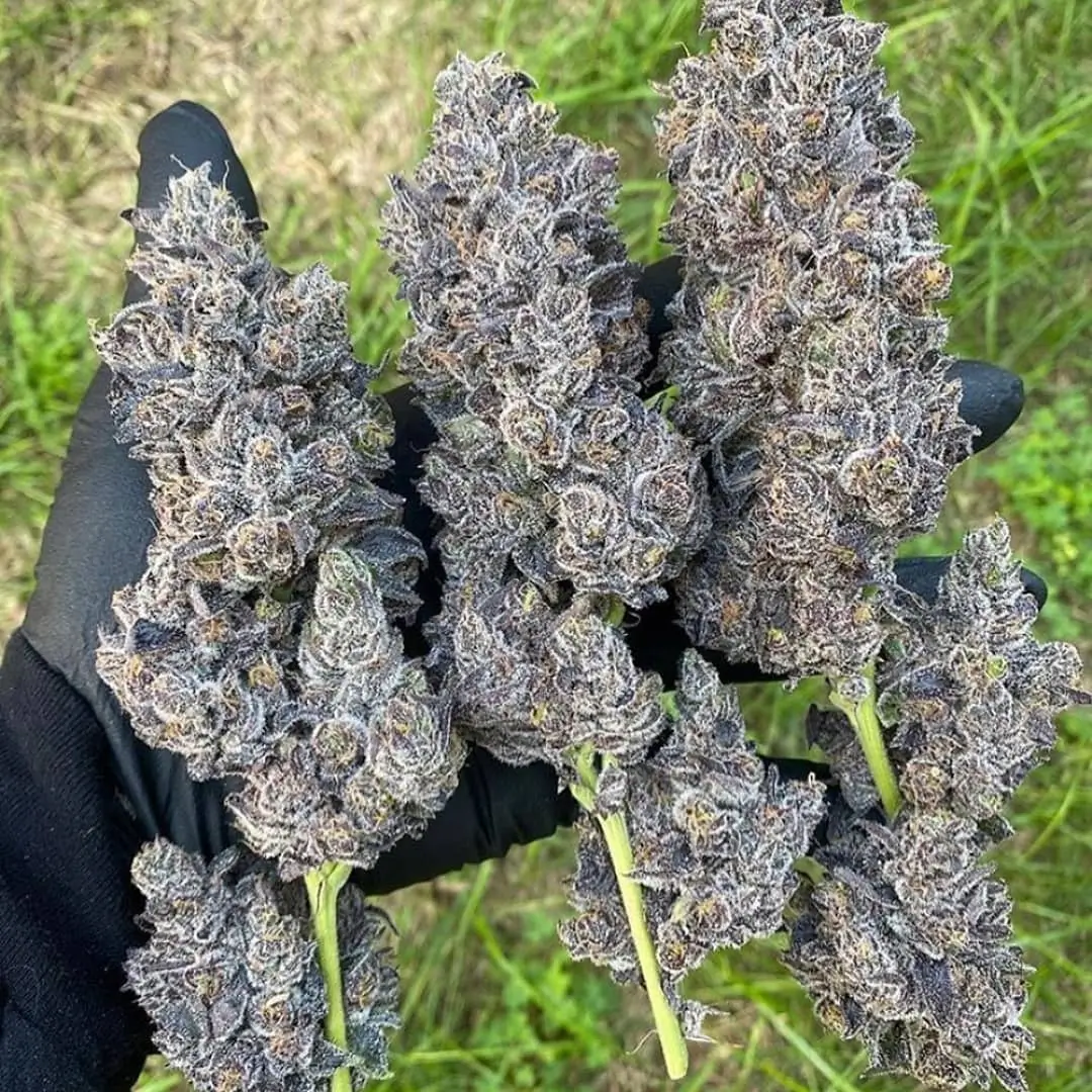 In House Genetics - Bananacane (fem.) In House Genetics - Bananacane (fem.)