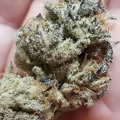 In House Genetics - Banana Cake (fem.) 10407