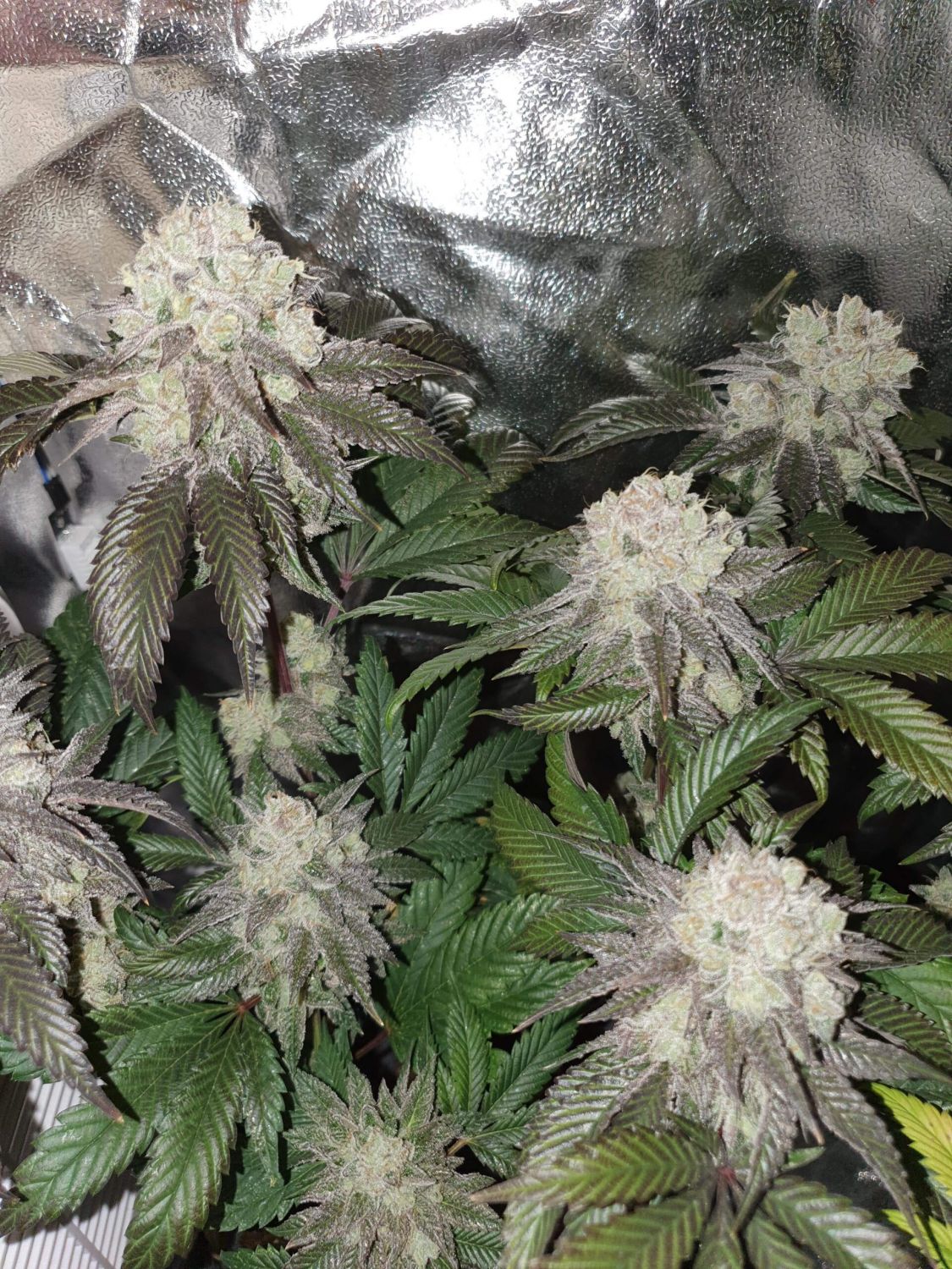 In House Genetics - Banana Cake (fem.) In House Genetics - Banana Cake (fem.)