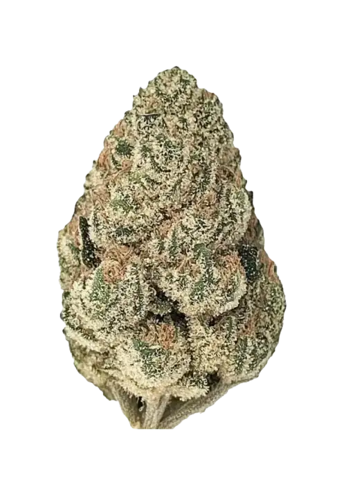 In House Genetics - Banana Cake (fem.) In House Genetics - Banana Cake (fem.)