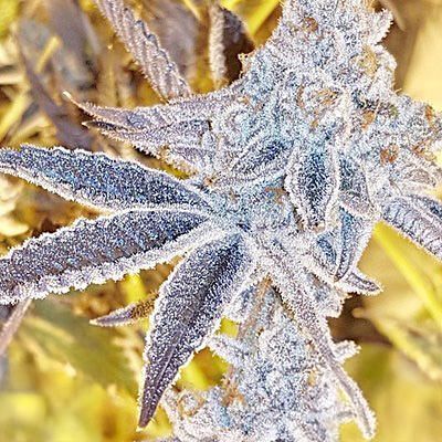 In House Genetics - Platinum Dosi (fem.) In House Genetics - Platinum Dosi (fem.)