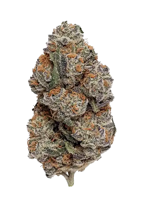 In House Genetics - Platinum Garlic (fem.) In House Genetics - Platinum Garlic (fem.)