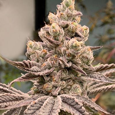 In House Genetics - Frozen Grapes (fem.) 10408
