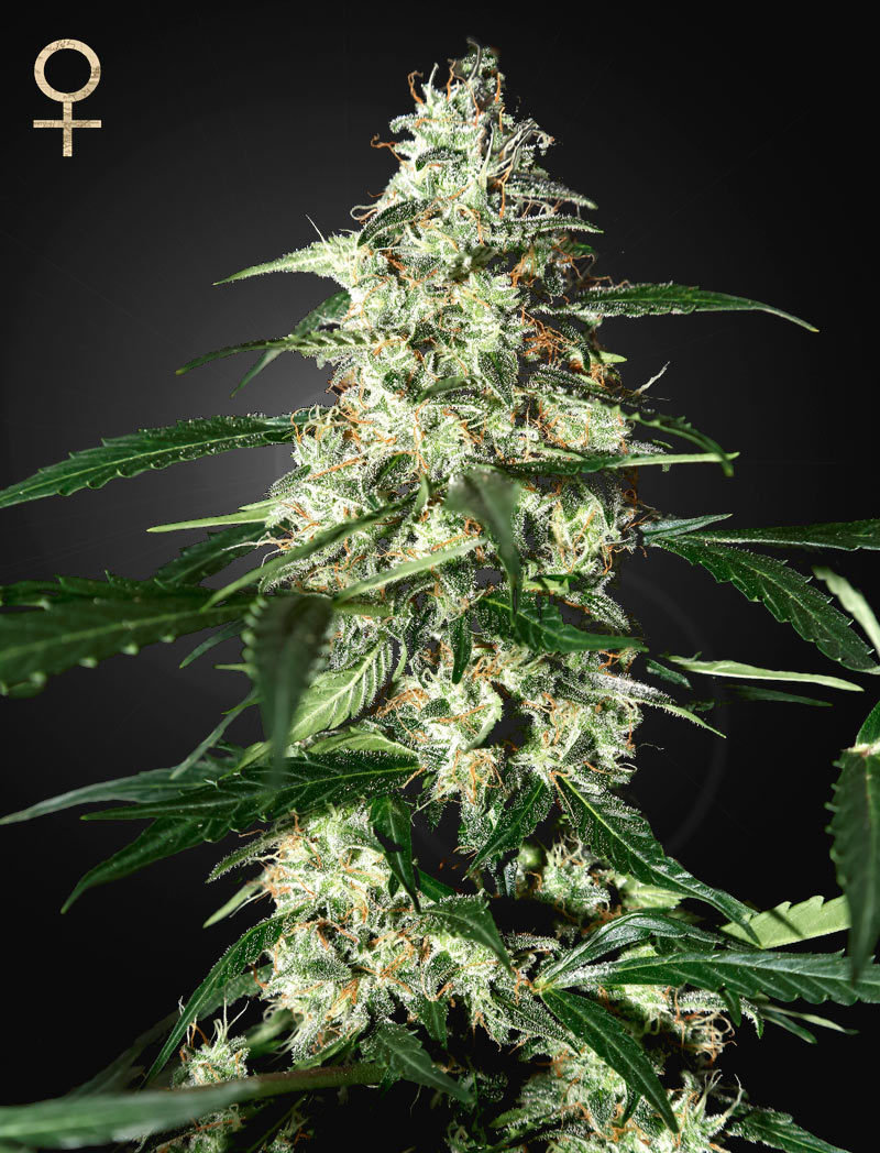 Strain Hunters - Skunk Auto (auto/fem.)