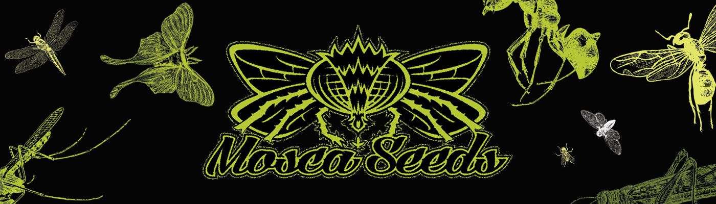 Mosca Seeds - Blotto OGK (fem.)