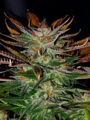 Kannabia Seeds - McEarly (reg.) 05116