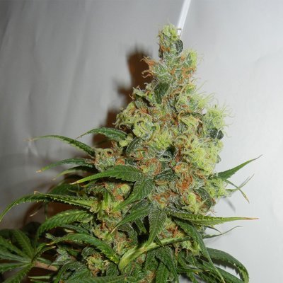 Kannabia Seeds - Neil Haze (reg.) 05117