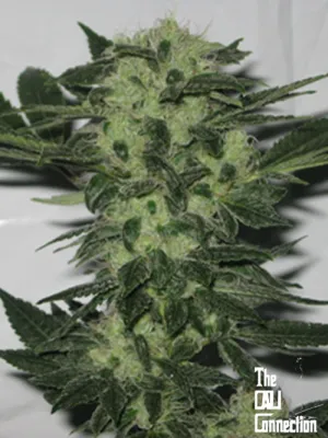 The Cali Connection - Original Sour Diesel (reg.) 🇺🇸 05394