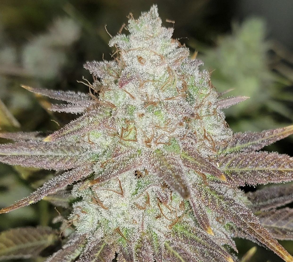 The Cali Connection - Passion Berry (fem.) 🇺🇸