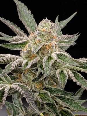 The Cali Connection - Pre-98 Bubba (fem.) 🏆 05416