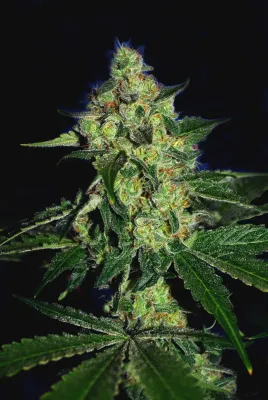The Cali Connection - SugarMill (fem.) 🇺🇸 06196