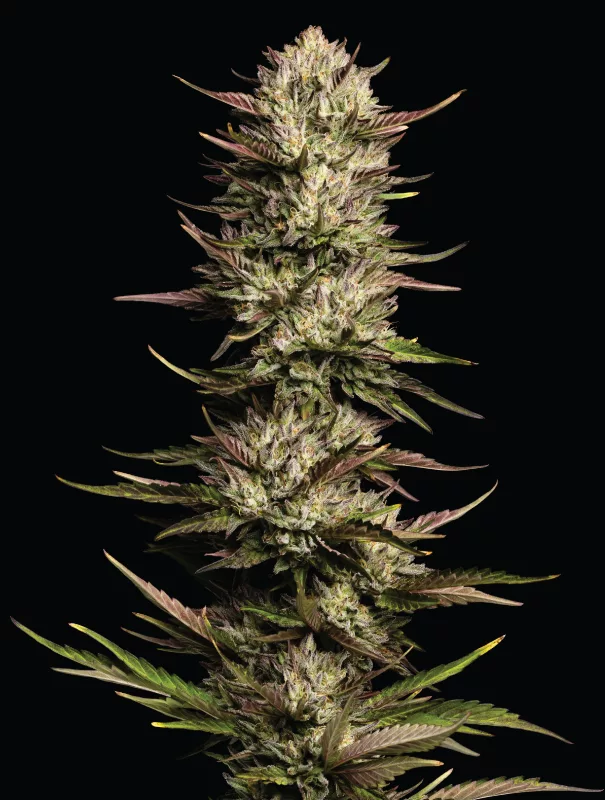 Humboldt Seed Company - California Octane (fem.) 🇺🇸