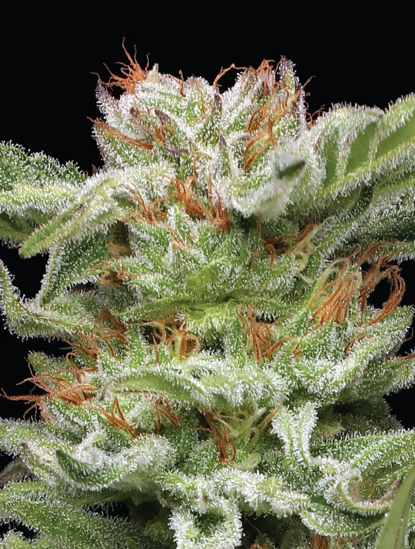 Humboldt Seed Company - Blueberry Muffin (fem.) 🇺🇸