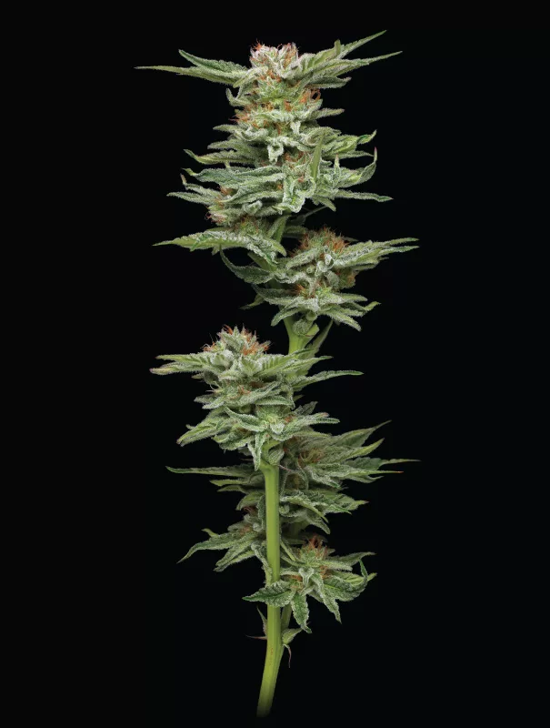 Humboldt Seed Company - Blueberry Muffin (fem.) 🇺🇸