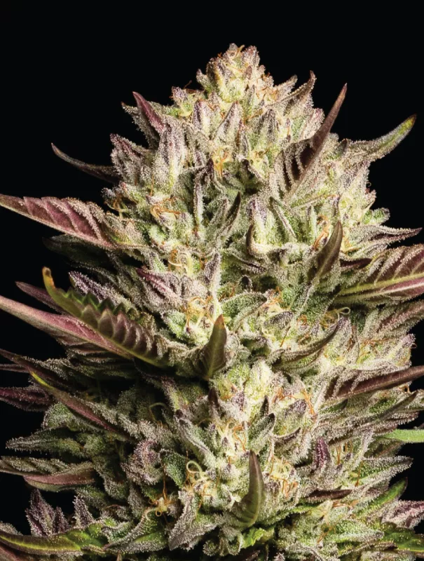 Humboldt Seed Company - California Octane (fem.) 🇺🇸