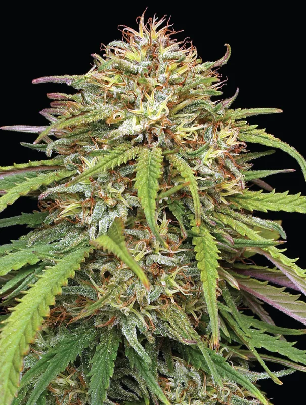 Humboldt Seed Company - Ed Rosenthal’s Super High Life (fem.) 🇺🇸