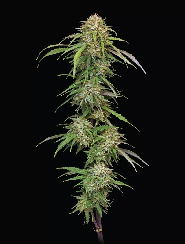 Humboldt Seed Company - Ed Rosenthal’s Super High Life (fem.) 🇺🇸