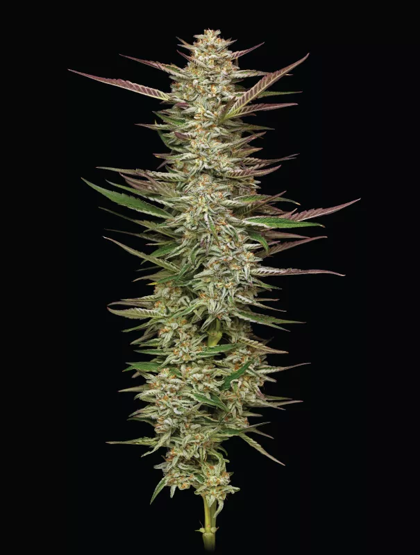 Humboldt Seed Company - Gazzurple (fem.) 🇺🇸