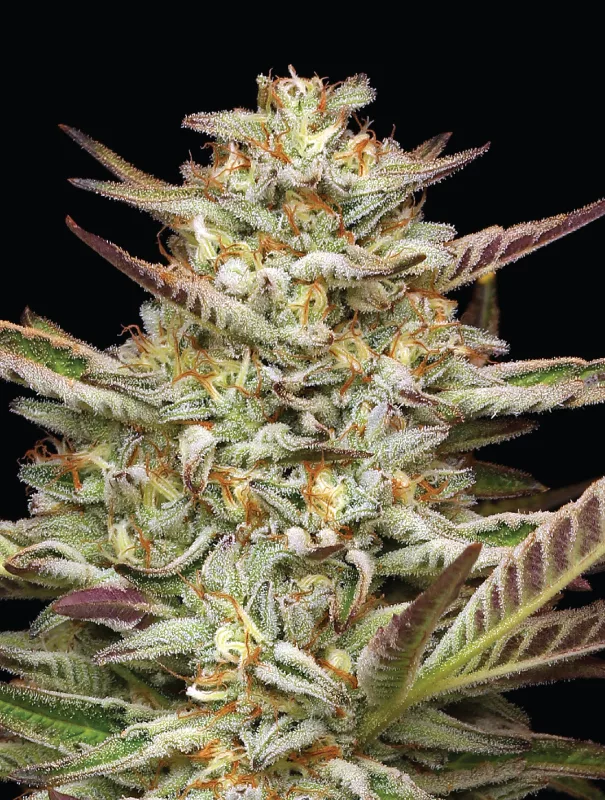 Humboldt Seed Company - Gazzurple (fem.) 🇺🇸