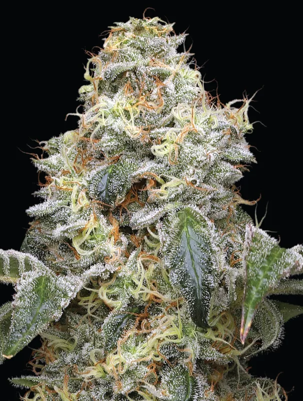Humboldt Seed Company - Farmer's Daughter (fem.) 🇺🇸