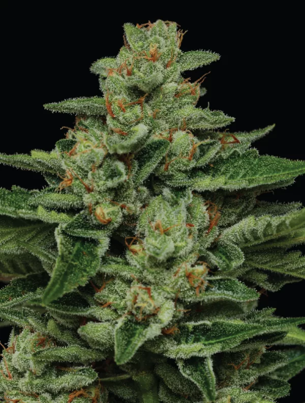 Humboldt Seed Company - Fortune Cookie (fem.) 🇺🇸