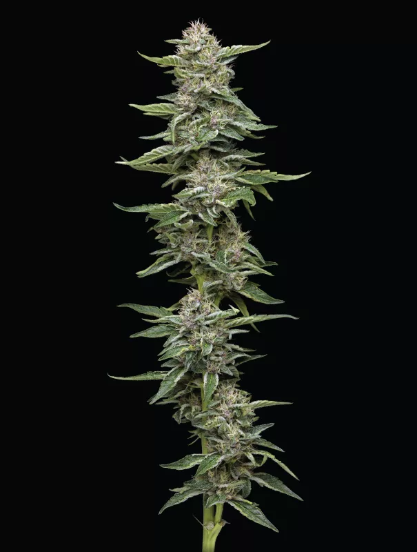 Humboldt Seed Company - Garlic Budder (fem.) 🇺🇸