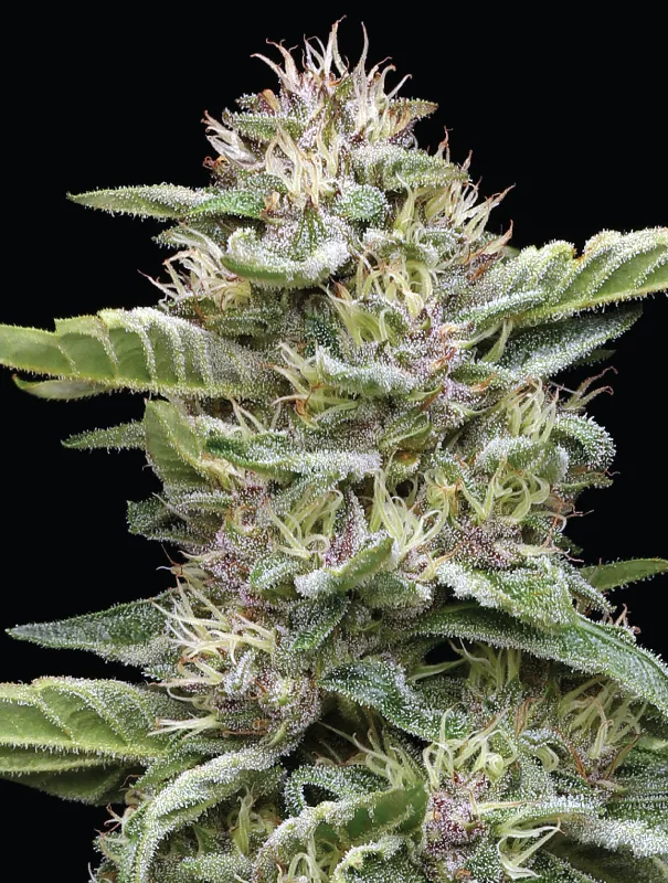 Humboldt Seed Company - Garlic Budder (fem.) 🇺🇸