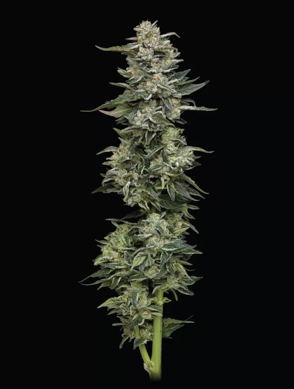 Humboldt Seed Company - Nutter Budder (fem.) 🇺🇸