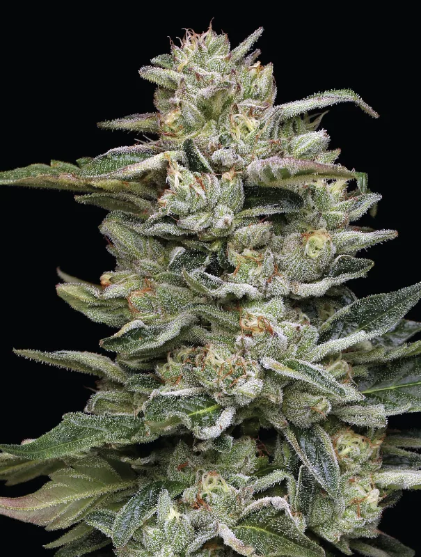 Humboldt Seed Company - Nutter Budder (fem.) 🇺🇸
