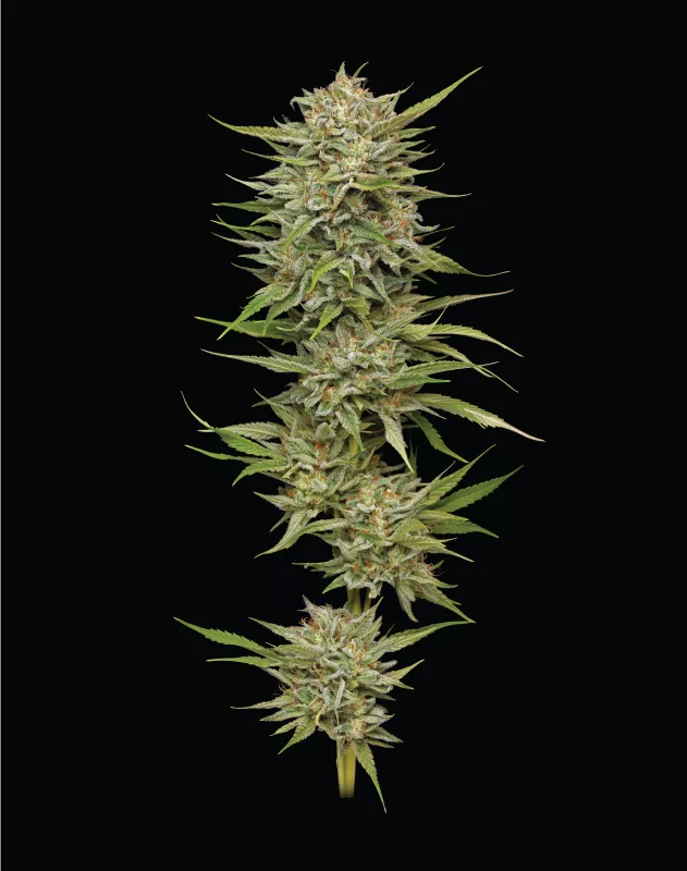 Humboldt Seed Company - OG Kush (fem.) 🇺🇸