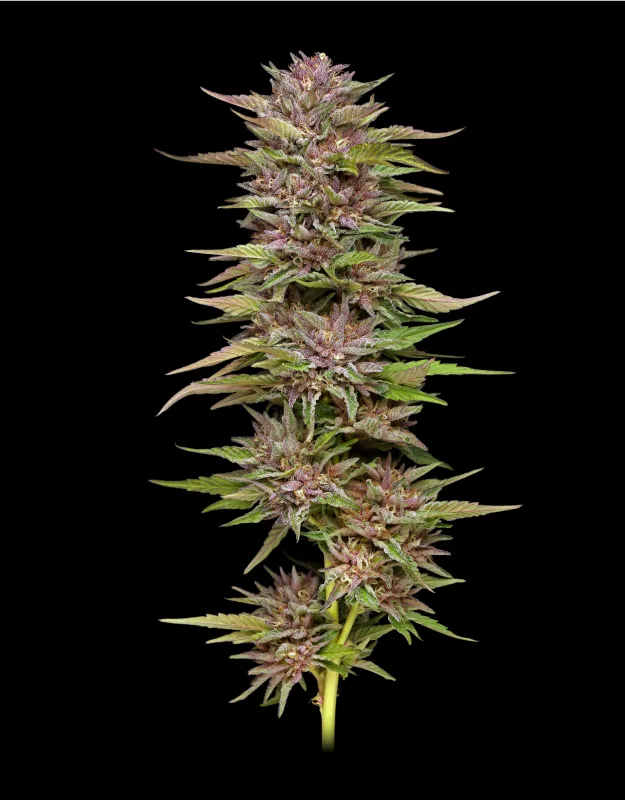 Humboldt Seed Company - Pineapple Muffin (fem.) 🇺🇸