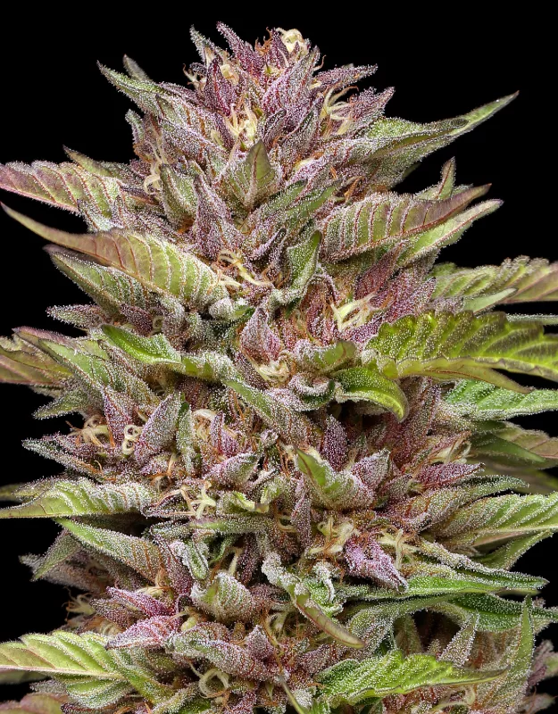 Humboldt Seed Company - Pineapple Muffin (fem.) 🇺🇸