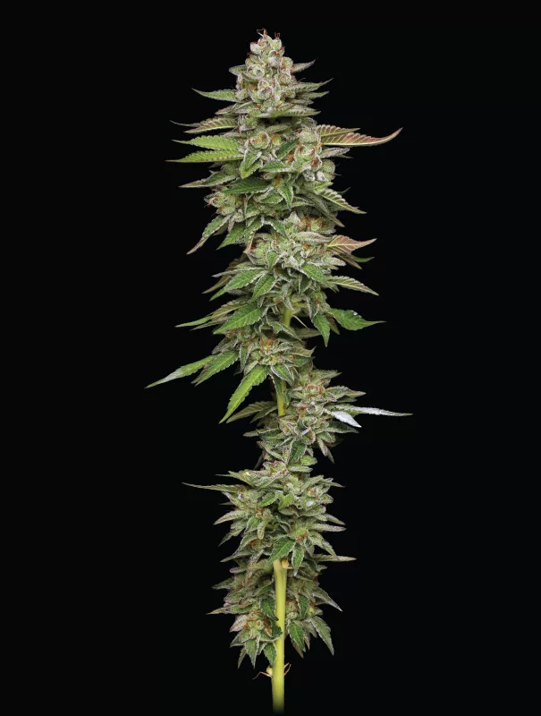 Humboldt Seed Company - Poddy Mouth (fem.) 🇺🇸