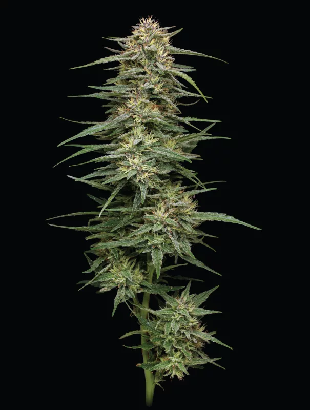 Humboldt Seed Company - Raspberry Parfait (fem.) 🇺🇸