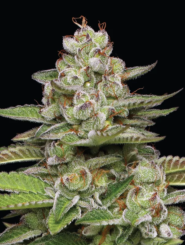 Humboldt Seed Company - Poddy Mouth (fem.) 🇺🇸