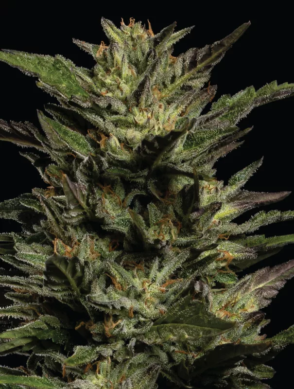 Humboldt Seed Company - Pistachio (fem.) 🇺🇸