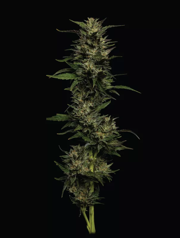 Humboldt Seed Company - Pistachio (fem.) 🇺🇸
