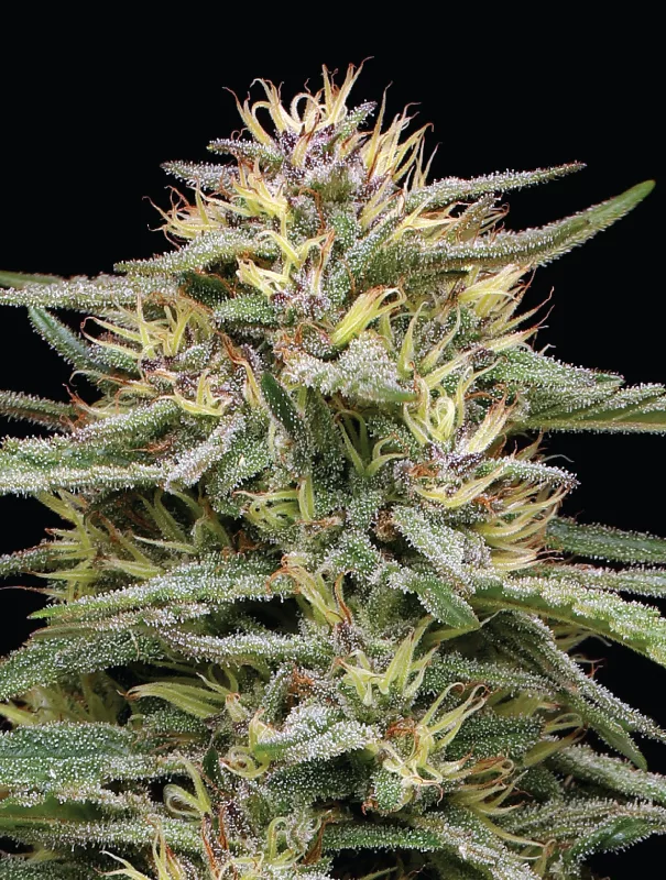 Humboldt Seed Company - Raspberry Parfait (fem.) 🇺🇸