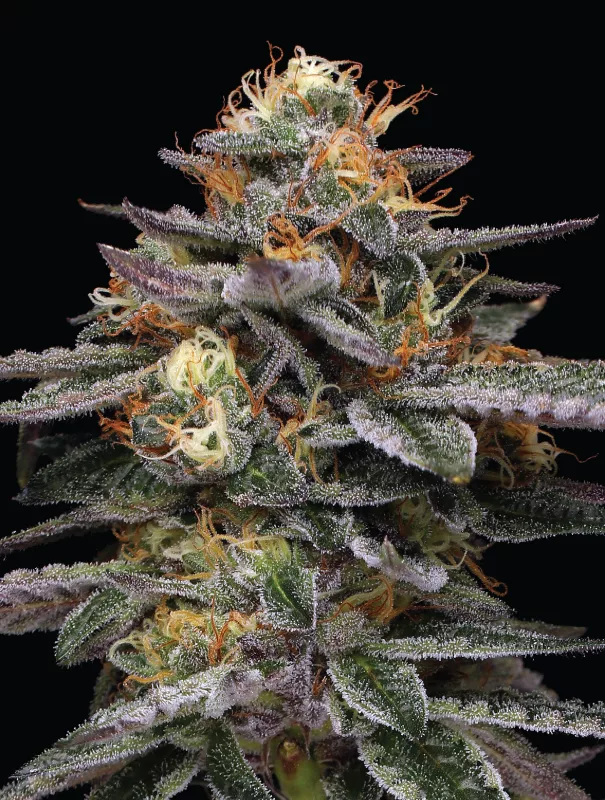 Humboldt Seed Company - Vanilla Frosting (fem.) 🇺🇸