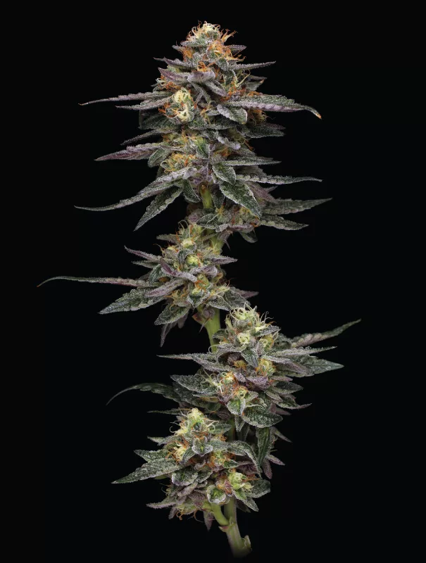 Humboldt Seed Company - Vanilla Frosting (fem.) 🇺🇸