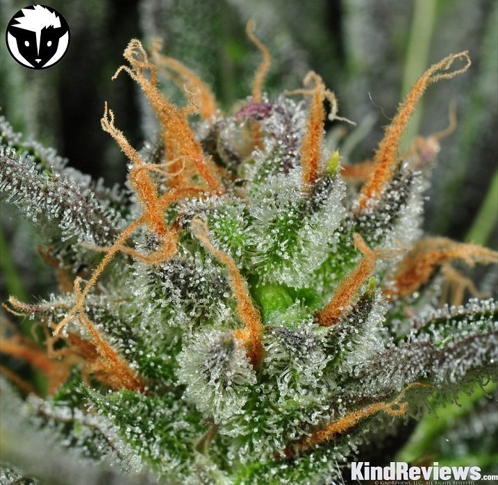 Rare Dankness - Karma Bitch (fem.)