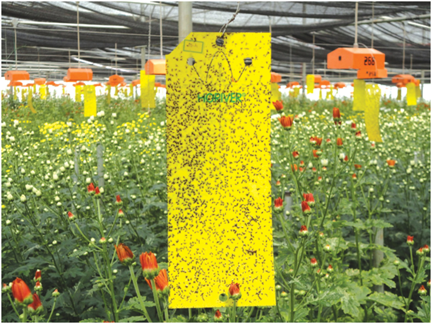 Липкие полосы для отлова насекомых в гроубоксе или теплице