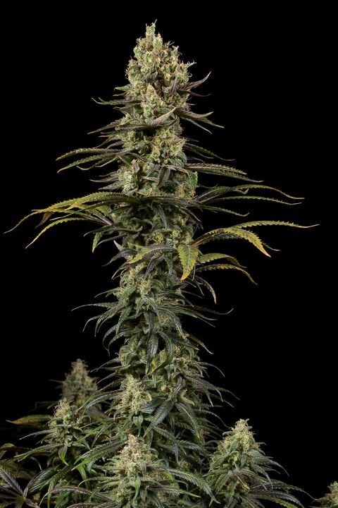 Dinafem - Early Amnesia CBD (fem.)