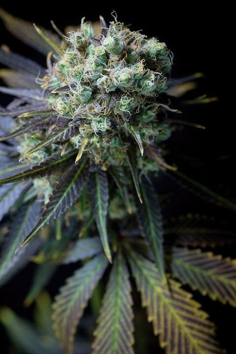 Dinafem - Dinamed CBD (fem.)