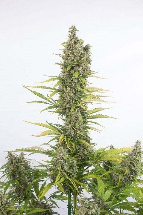 Dinafem - Amnesia Autoflowering CBD (auto/fem.)