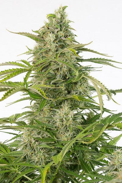 Dinafem - Cheese Autoflowering CBD (auto/fem.)