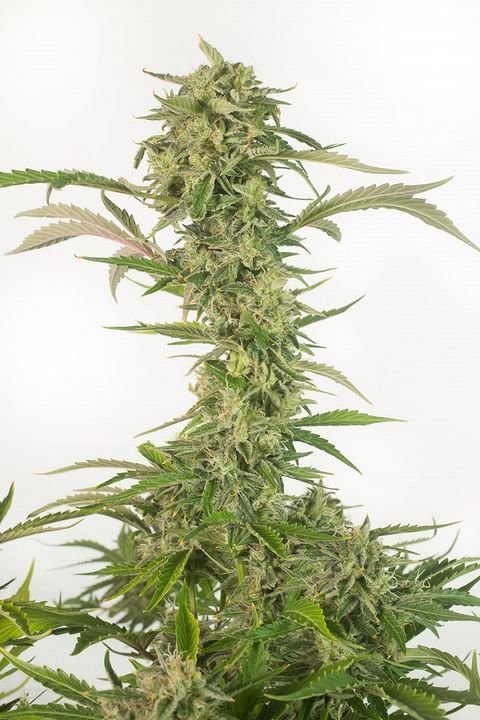 Dinafem - OG Kush Autoflowering CBD (auto/fem.)