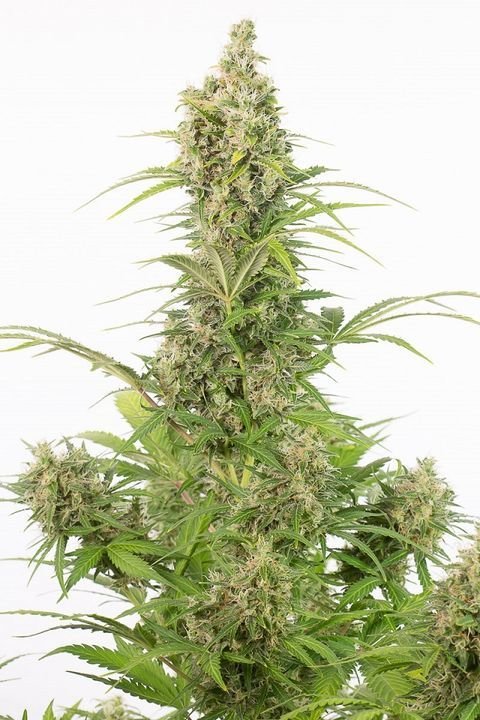 Dinafem - White Widow Autoflowering CBD (auto/fem.)